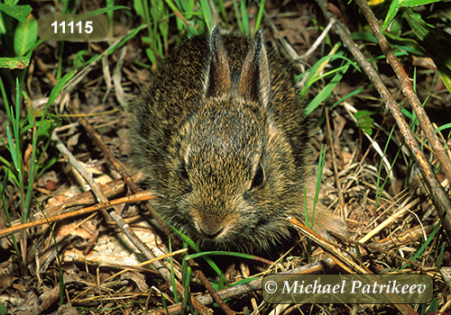 Eastern Cottontail (Sylvilagus floridanus)